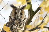 Image. Long-eared Owl