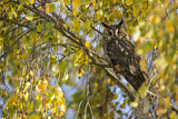 Image. Long-eared Owl