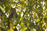 Image. Long-eared Owl