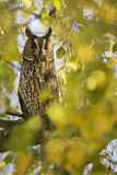 Image. Long-eared Owl