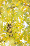 Image. Long-eared Owl