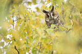 Image. Long-eared Owl