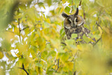 Image. Long-eared Owl