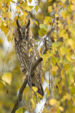 Image. Long-eared Owl