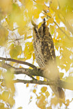 Image. Long-eared Owl