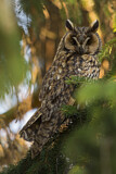 Image. Long-eared Owl