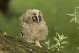 Image. Long-eared Owl