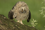 Image. Long-eared Owl