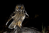 Image. Long-eared Owl