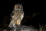 Image. Long-eared Owl