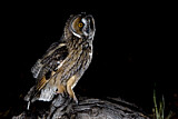 Image. Long-eared Owl