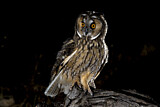 Image. Long-eared Owl