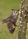 Image. Long-eared Owl