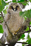 Image. Long-eared Owl