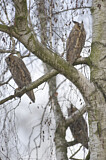 Image. Long-eared Owl