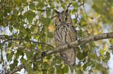 Image. Long-eared Owl