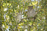 Image. Long-eared Owl