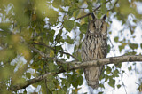 Image. Long-eared Owl