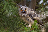 Image. Long-eared Owl