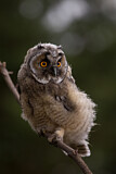 Image. Long-eared Owl