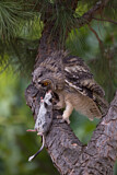 Image. Long-eared Owl