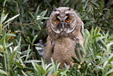 Image. Long-eared Owl