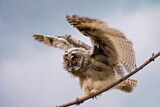 Image. Long-eared Owl