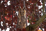 Image. Long-eared Owl
