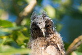 Image. Long-eared Owl