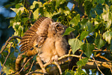 Image. Long-eared Owl