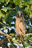 Image. Long-eared Owl