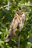 Image. Long-eared Owl