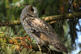 Image. Long-eared Owl