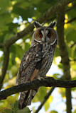 Image. Long-eared Owl