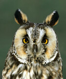 Image. Long-eared Owl
