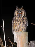 Image. Long-eared Owl