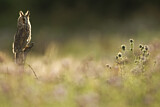 Image. Long-eared Owl