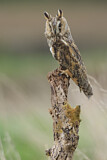Image. Long-eared Owl