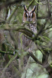 Image. Long-eared Owl
