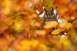 Image. Long-eared Owl
