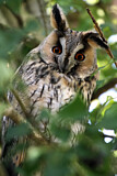 Image. Long-eared Owl
