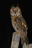Image. Long-eared Owl