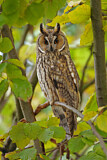 Image. Long-eared Owl
