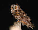Image. Long-eared Owl