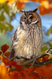 Image. Long-eared Owl