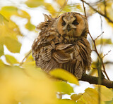 Image. Long-eared Owl