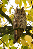 Image. Long-eared Owl