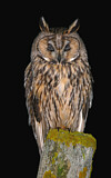 Image. Long-eared Owl