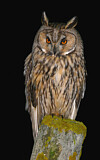 Image. Long-eared Owl