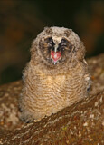 Image. Long-eared Owl